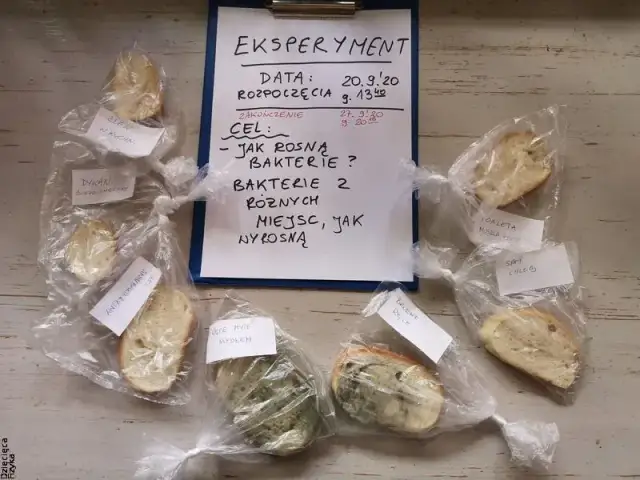 Eksperyment z chlebem: Niewidzialne zarazki i potęga higieny rąk