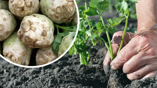 Jak siać selery - proste kroki, które zapewnią udany plon