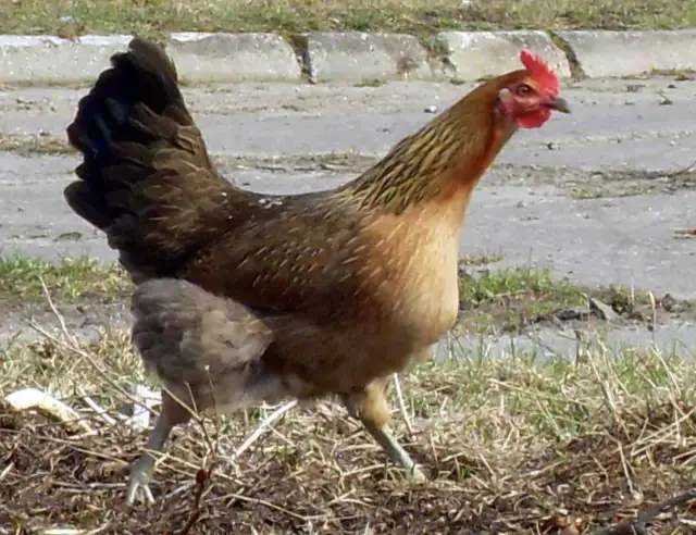 Zwinna kurka zielononóżka spaceruje po trawiastym podwórku, szukając smakołyków.