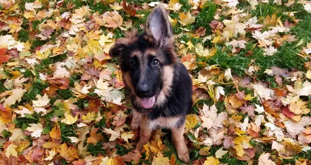 Jak wygląda 2 miesięczny owczarek niemiecki? Zaskakujące cechy i zachowania