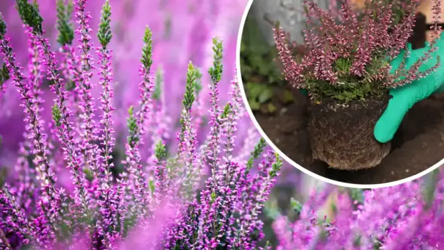 Jak przycinać wrzośce, by uniknąć błędów i cieszyć się pięknem kwiatów