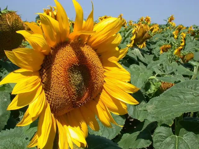 Kiedy siać słonecznik do gruntu, aby uniknąć nieudanych plonów?