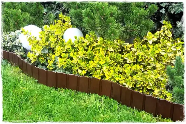 Jak oddzielić tuje od trawnika i uniknąć problemów z pielęgnacją