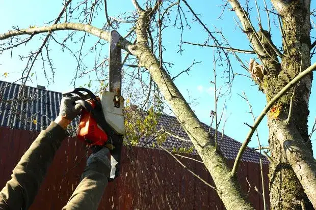Wycinka drzew na działce: Kiedy zgoda, a kiedy nie? Poznaj zasady