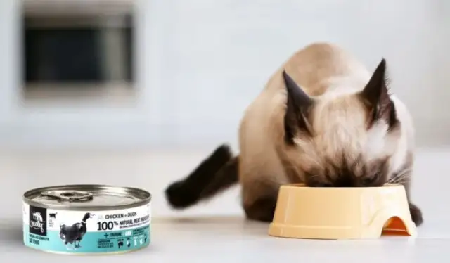 Niedobór tauryny u kota: Rozpoznaj objawy, chroń serce i wzrok!