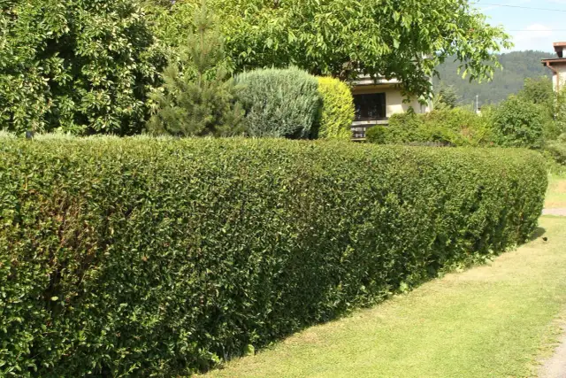 Cięcie tui: Kiedy, jak i czym? Zadbaj o gęsty żywopłot!