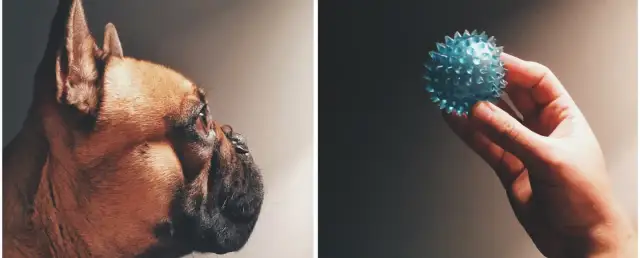 Jak napisać podziękowanie dla weterynarza, które poruszy serce?