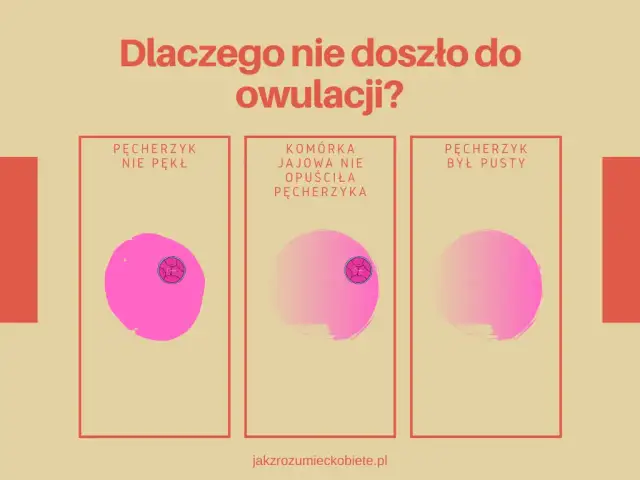 Owulacja wyklucza ciążę? Zrozum, jak działają Twoje hormony!