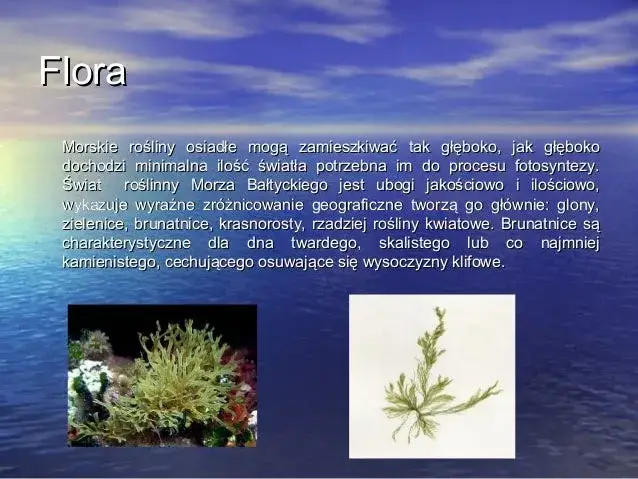 Co żyje w Morzu Bałtyckim? Odkryj zagrożenia dla ekosystemu