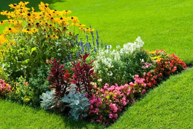 Piękne rabaty kwiatowe przykłady: żółte rudbekie, białe i różowe begonie, czerwone liście i niebieskie szałwie na tle zielonego trawnika.