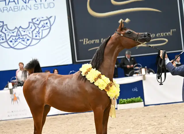 Stadnina Koni Dębno Adam Lachera - usługi, historia i wydarzenia