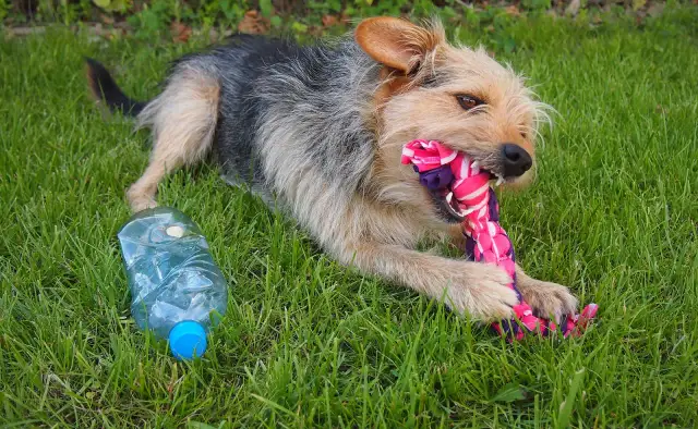 Jak zrobić zabawkę dla psa z butelki - proste i bezpieczne pomysły