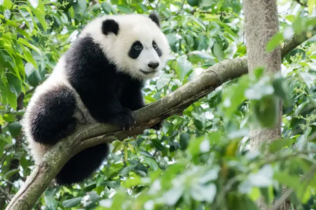 Gdzie żyją pandy? Odkryj ich świat i gdzie je zobaczyć!