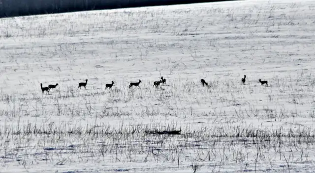 Czy myśliwy dokarmia zwierzęta zimą? Prawda i mity