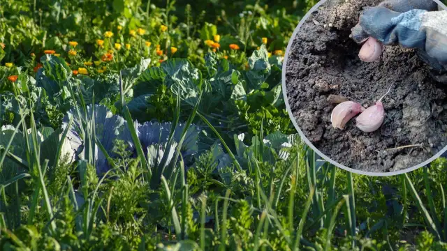 Co posadzić obok czosnku, aby wzmocnić wzrost i uniknąć szkodników