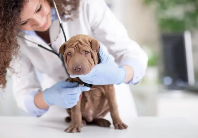 Jaki syrop dla psa na kaszel? Bezpieczne opcje i porady weterynaryjne