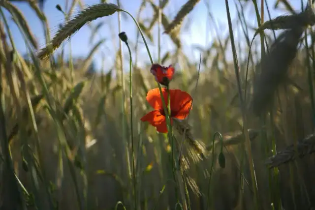 Chwasty w zbożu: Jak zwalczyć i chronić plony?