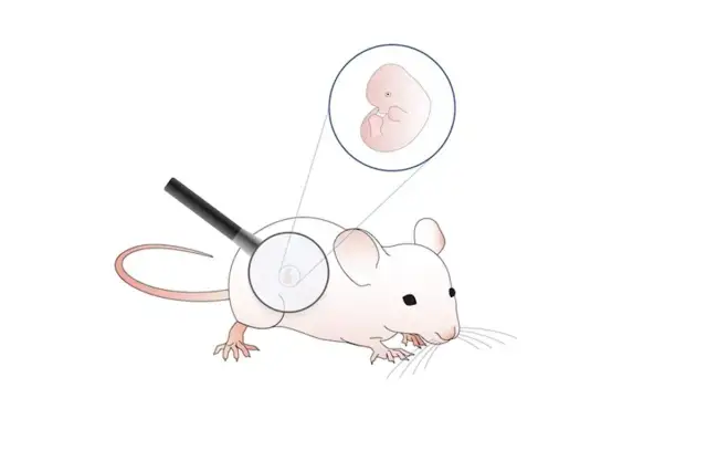 Jak rozmnażają się myszy? Zaskakujące fakty o ich cyklu życia