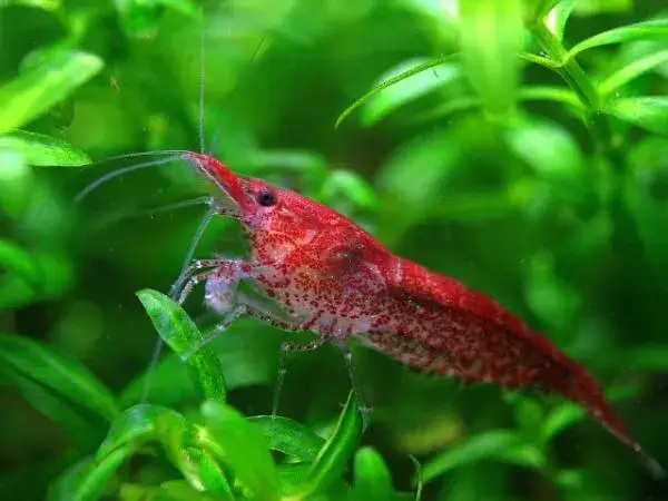 Cuidados esenciales para gambas acuario: tipos, mantenimiento y más