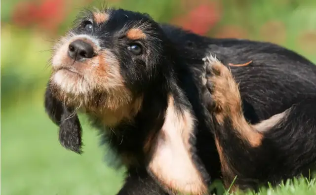 Jak skutecznie smarować psa, który wygryza sierść i swędzi?