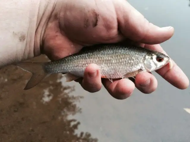 Jakie ryby na żywca najłatwiej złapać? Sprawdź skuteczne metody