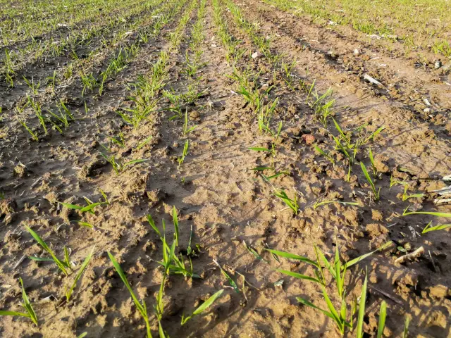 Jak uzupełnić potas w glebie? Poradnik dla obfitych plonów