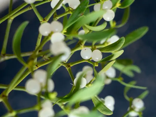 Dlaczego jemioła to symbol świąt? Historia i magia