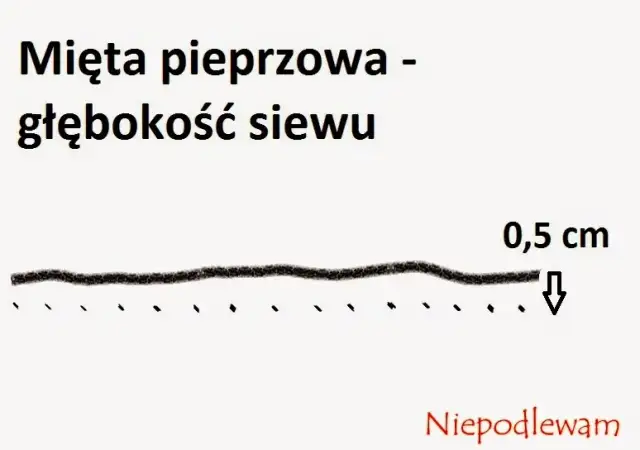 Mięta: Kiedy siać i sadzić? Przewodnik po terminach dla bujnych ziół