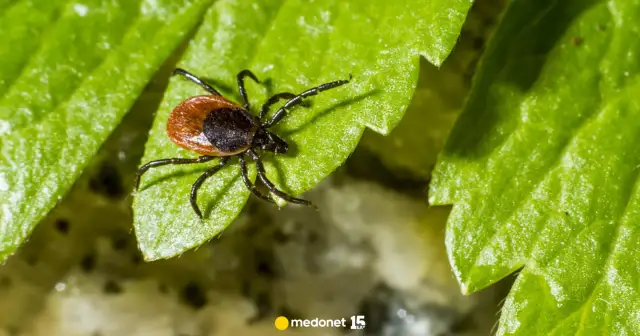 Kto jest odporny na kleszcze? Prawda o naturalnej ochronie