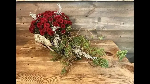 Jak udekorować chryzantemę w doniczce, aby zachwycała przez cały sezon