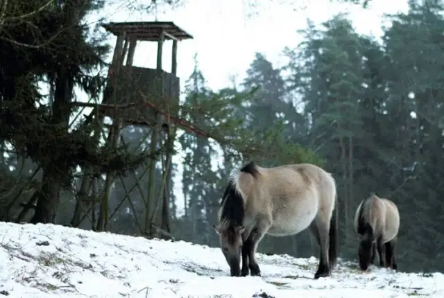Czy w Polsce są dzikie konie? Odkryj tajemnice koników polskich