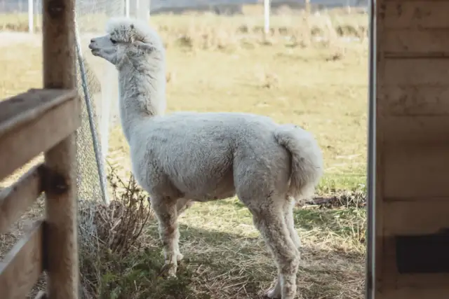 Biała alpaka na wybiegu. Jej wełna jest tak puszysta, że zastanawiasz się, jak prać sweter z alpaki, by był równie miękki.