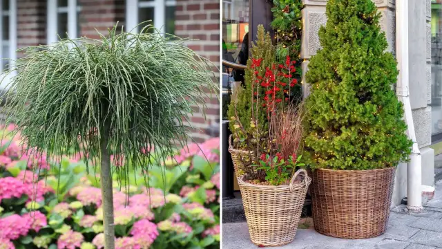 Jakie drzewa do donic na taras - piękne rośliny, które przetrwają