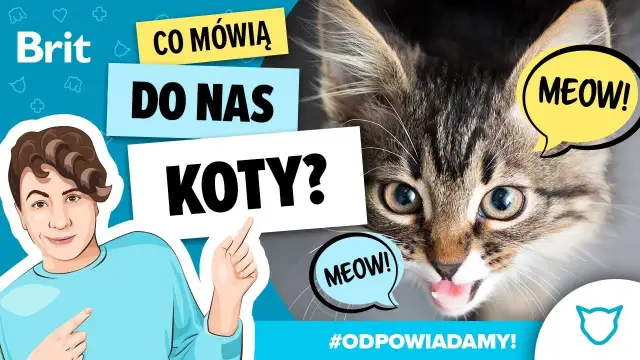Jak robi kotek? Odkryj tajemnice dźwięków i ich znaczenie