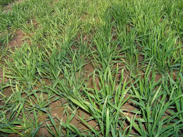 Pszenżyto ozime wiosną: Jak nawozić dla rekordowych plonów?