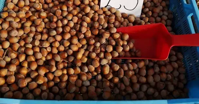 Kiedy jest sezon na orzechy laskowe i jak je zbierać w idealnym czasie