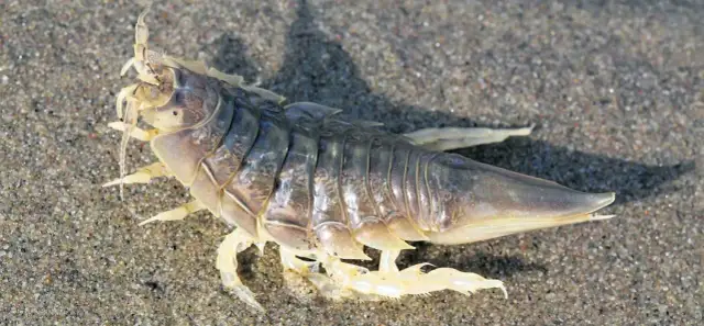 Jakie zwierzęta żyją w Bałtyku? Poznaj rzadkie i niezwykłe gatunki