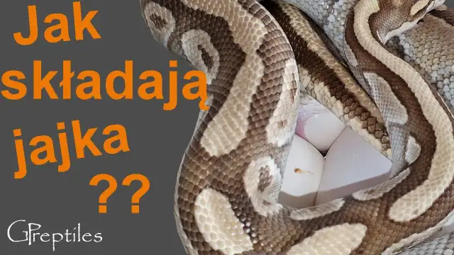 Czy węże wykluwają się z jaj? Prawda o 3 strategiach rozrodu