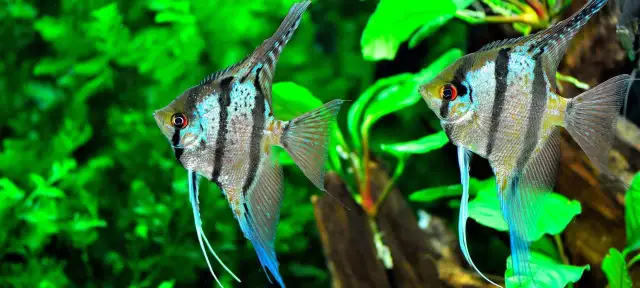 Skalary: Jakie ryby do akwarium? Kompletny przewodnik!