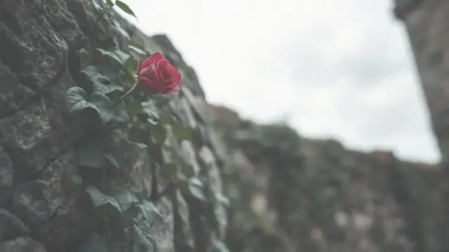 Kierować się sercem czy rozumem rozprawka: jak znaleźć równowagę?