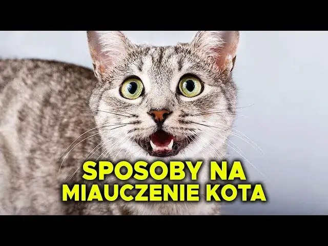 Dlaczego kotka ciągle miauczy? Odkryj przyczyny i rozwiązania
