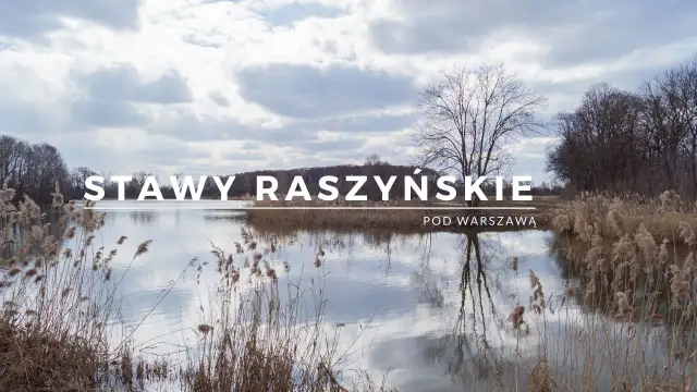 Rezerwat Przyrody Stawy Raszyńskie: Odkryj jego tajemnice i bogactwo fauny