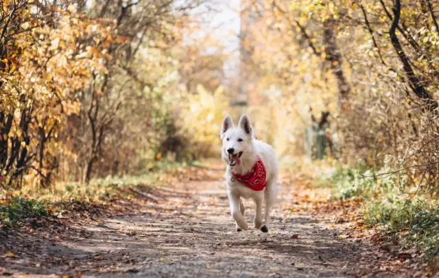 Sekrety dobrej karmy: Jak świadomie wybrać dla psa i kota?