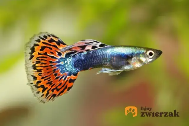 Jakie rybki mogą być razem w akwarium? Przewodnik po zgodnej obsadzie.