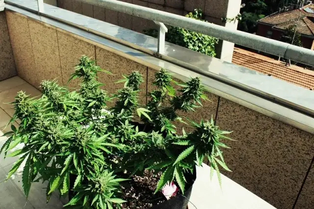Uprawa marihuany na parapecie: Poradnik bez lamp i z prawem
