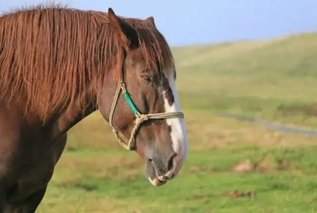 Dlaczego koń śpi na stojąco? Odkryj zaskakujące powody tego zachowania