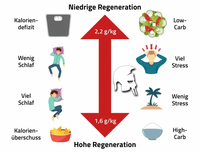 Muskelaufbau: Ihr Fahrplan für Training, Ernährung & Erfolg