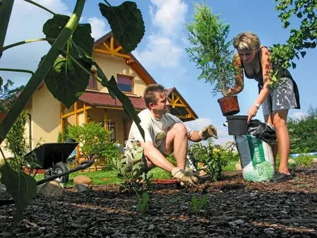 Jakie drzewa sadzić na osiedlach, aby uniknąć problemów z pielęgnacją?