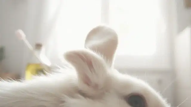 Twój królik się drapie? Rozpoznaj świerzb i szybko mu pomóż!