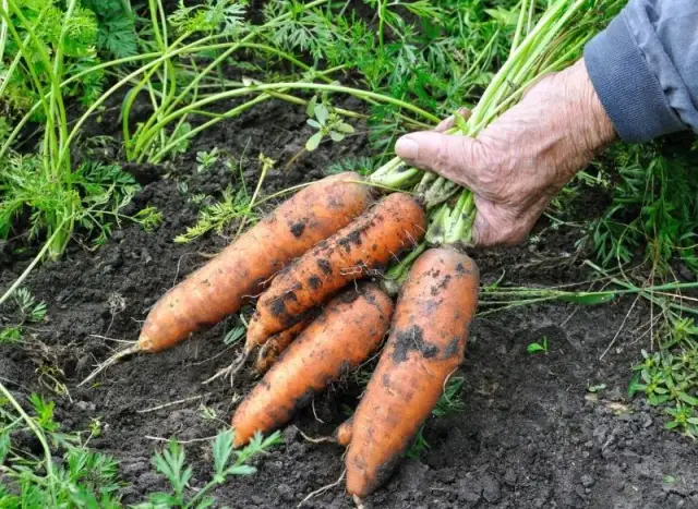 Jak uprawiać marchew: unikaj najczęstszych błędów w pielęgnacji